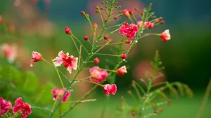 Small Pretty Pink Flowers Raindrops Wallpaper