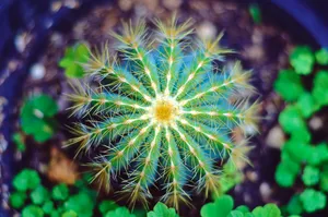Small Round Blue Cactus Spines Wallpaper