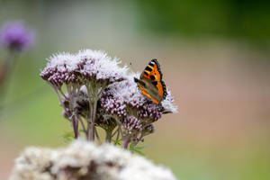 Small Tortoiseshell Butterfly On Flower Wallpaper