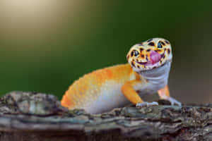 Smiling Leopard Geckoon Branch Wallpaper