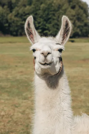 Smiling Llama Portrait.jpg Wallpaper