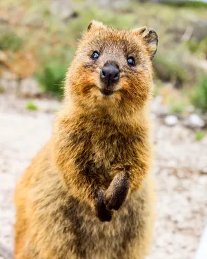 Smiling Quokka Standing Wallpaper