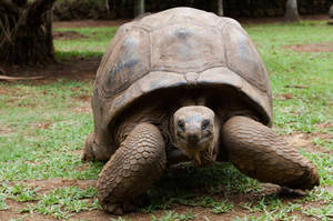 Smiling Tortoise On Grassy Ground Wallpaper