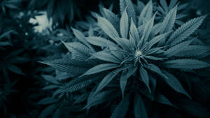 Smoke Marijuana Plant Wallpaper
