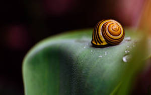 Snail Hiding Shell Wallpaper