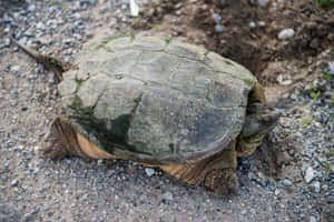 Snapping Turtleon Gravel Road.jpg Wallpaper