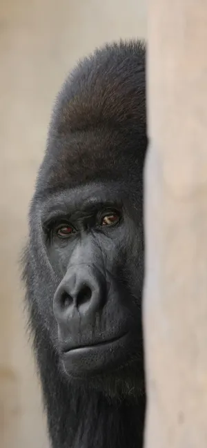 Sneaking Gorilla Iphone Wallpaper