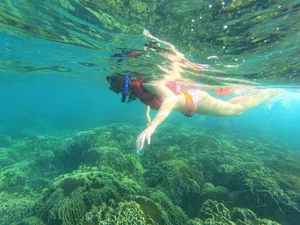 Snorkeling Green Algae Reefs Wallpaper