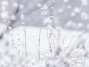 Snow 1600 X 1200 Wallpaper