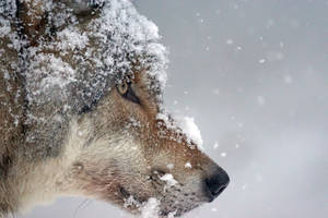 Snow Covered Wolf Wallpaper