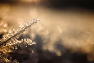 Snow Crystals Winter Desktop Wallpaper