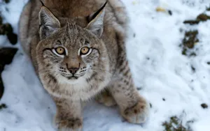 Snow, Eyes, Fear, Lynx Wallpaper