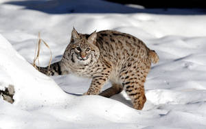 Snow, Forest, Lynx, Cat Wallpaper