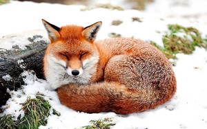 Snow Fox Shut-eye Wallpaper