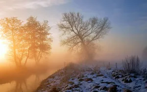 Snow, Grass, Tree Wallpaper