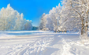Snow Hd Wallpaper And Background Image Wallpaper