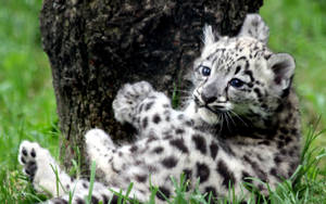 Snow Leopard Cute Cat Wallpaper