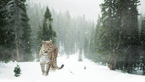 Snow Leopard In Winter Aesthetic Wallpaper