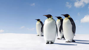 Snow, Penguins, Walk Wallpaper