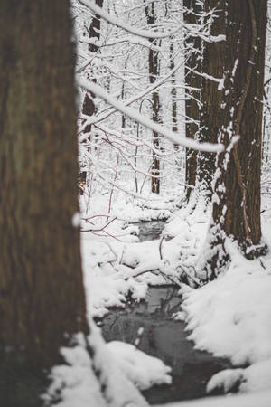 Snow, River, Thaw, Forest Wallpaper