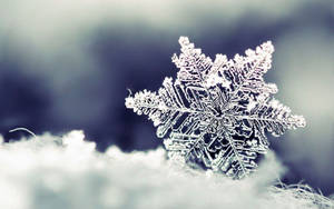 Snow, Snowflake, Winter Wallpaper