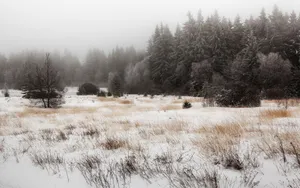 Snow, Trees, Field, Grass Wallpaper