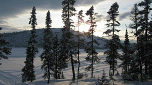 Snow Trees Mountain View Wallpaper