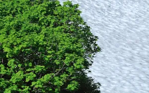 Snow, Trees, Surface, Roughness Wallpaper
