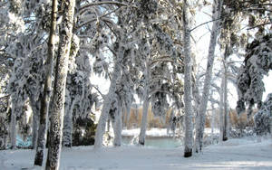 Snow, Trees, Winter Wallpaper