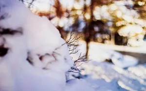 Snow, Twigs, Winter Wallpaper
