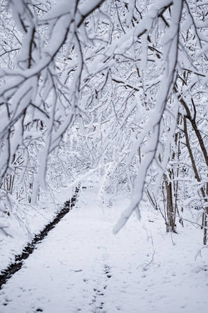 Snow, Winter, Branches, Forest Wallpaper