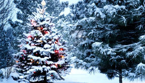 Snowy Christmas Tree On Forest Wallpaper