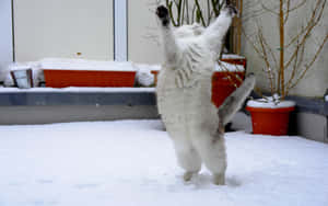 Snowy Feline Frolic.jpg Wallpaper