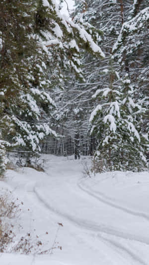 Snowy Forest Path Winter Scene.jpg Wallpaper