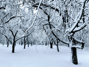 Snowy Forest Trees In Lithuania Wallpaper