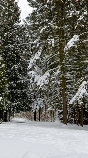Snowy_ Pine_ Forest_ Path.jpg Wallpaper