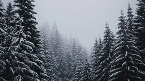 Snowy_ Pine_ Forest_ Winter_ Scene_4 K Wallpaper