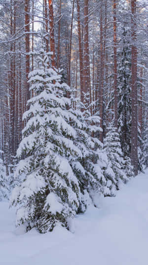 Snowy Pine Forest Winter Scene.jpg Wallpaper