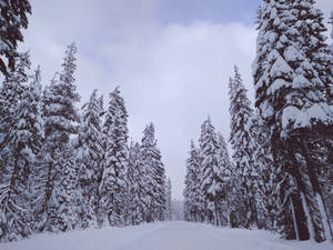 Snowy Pine Trees Path Wallpaper
