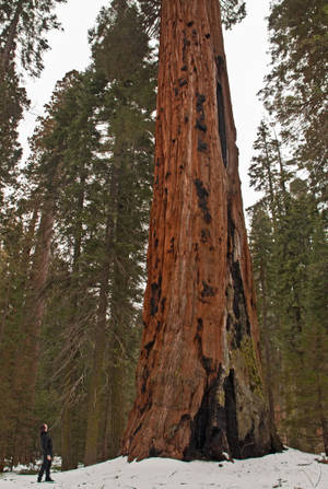 Snowy Sequoia National Park Wallpaper