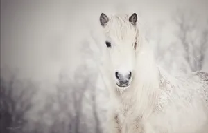 Snowy, White, Horse, Snow Wallpaper