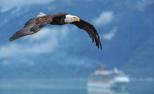 Soaring Bald Eagle Wallpaper