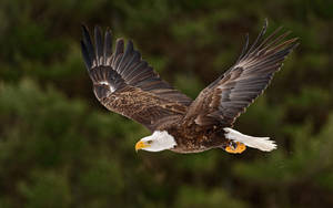 Soaring Us Eagle Wallpaper