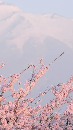 Soft And Ethereal #pinkaesthetic Wallpaper