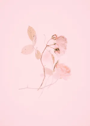 Soft And Light, Aesthetic Baby Pink Is The Perfect Pastel Hue. Wallpaper