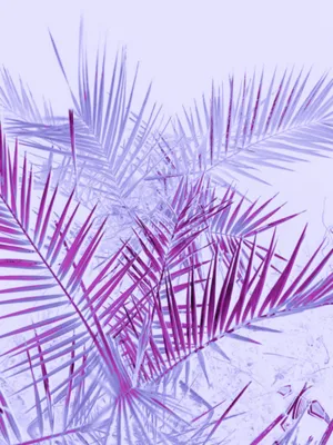 Soft And Sweet Wallpaper