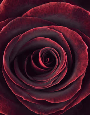 Soft And Velvety, This Maroon Aesthetic Is Perfect For Adding Calm Vibes To Your Surroundings. Wallpaper