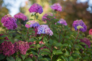 Soft Pink And Purple Hydrangea Flowers Wallpaper