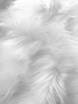 Soft White Animal Fur Wallpaper
