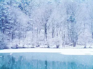 Soft, White Winter Wonderland Wallpaper
